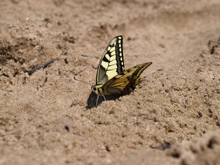 butterfly on the sand