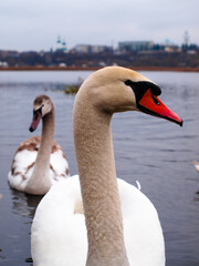 Obraz premium swan on the lake