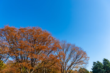 東京都渋谷区代々木にある公園の紅葉の景色