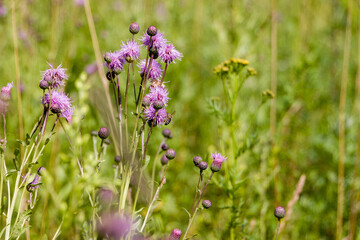 Arctium is a genus of biennial plants commonly known as burdock, family Asteraceae. Native to Europe and Asia, several species have been widely introduced worldwide.