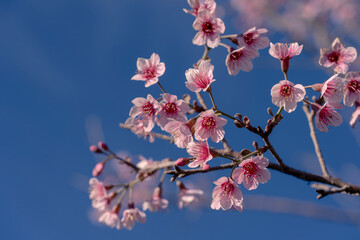 closeup selective focused many blooming pink wild himalayan cherries on tree branches on bright clear blue sky background