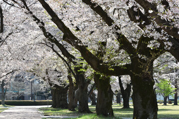 Cherry blossom in a park