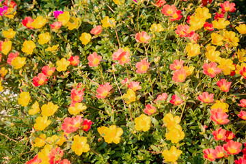 Beautiful Flower, Fresh Pink Purslane, Moss Rose, Ten O'Clock, Sun Rose or Portulaca Grandiflora Flower with Dew Drop.