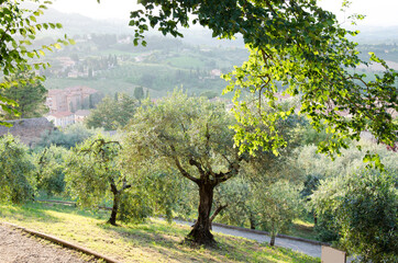 A large olive trees in a hill. Tuscany.