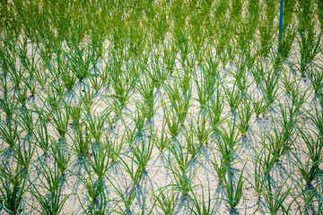 Onions are grown in the sand