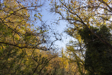 tree branches and leaves in the forest