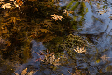 autumn leaves on the river