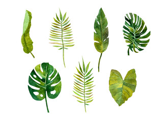 watercolor set of tropical leaves