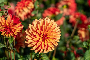 Dully white orange colored  dahlia close-up.2020.October
