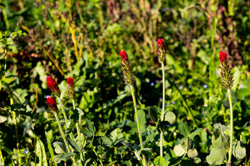 Crimson clover growing in a field, also called Trifolium incarnatum or Inkarnatklee