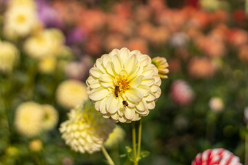 White yellow dahlia with two pollinators.2020.October