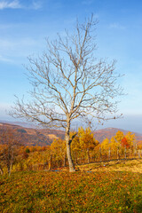 Fototapeta premium autumn landscape with tree