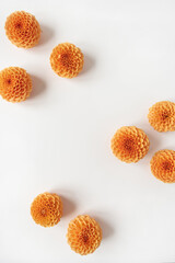 Blank copy space mockup template made of beautiful orange dahlia flower buds on white background. Flat lay, top view minimalistic still life creative floral composition.