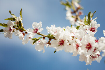 Obraz premium Almond Blossoms Macro detail picture in spring with blue sky