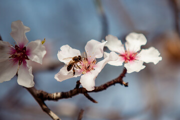 Almond Blossoms Macro detail picture in spring with blue sky