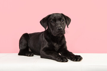 Cute black labrador retriever puppy lying down on a white couch looking away
