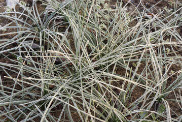 The first autumn frosts.Crocus sativus, commonly known as saffron crocus, or autumn crocus. The crimson stigmas called threads, are collected to be as a spice.