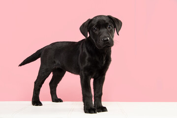 Cute black labrador retriever puppy standing on a white couch looking at the camera