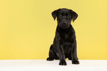 Cute black labrador retriever puppy looking at the camera on a yellow background sitting on a white couch