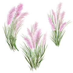 Watercolor white, pink pampas grass bouquets. Isolated floral arrangements. Rustic wedding design. Cute bouquet for decoration, design. White, pink, green tones. For invitations, bridal shower