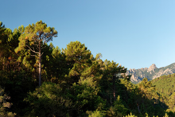 Bavella forest in Corsica mountain