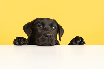 Portrait of a cute black labrador retriever puppy on a yellow background with it paws and head lying down on a white table