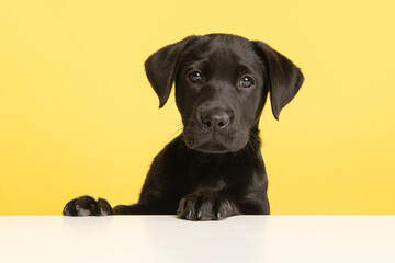 Portrait of a cute black labrador retriever puppy on a yellow background with it paws on a white...
