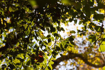 tree branches and leaves in the forest