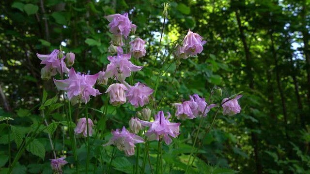 Wilde Blumen mit hellen, rosa lila Blüten im Wald - Gemeine Akelei - Aquilegia vulgaris