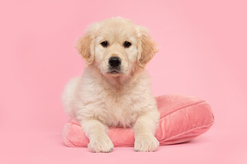 Cute golden retriever puppy lying down on a cushion with its paws over the edge  looking at the camera on a pink background