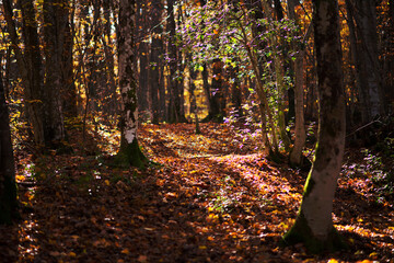 autumn landscape in a mountain forest. the sun filtering through the trees. warm colors