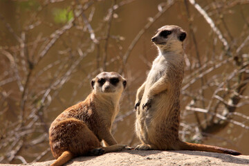 Erdmännchen (Suricata suricatta) auch Surikate oder Scharrtier, zwei Tiere in Steppe