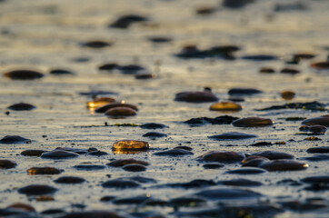JELLYFISH - Invasion of marine creatures to the coast