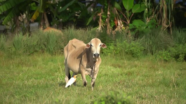 Cow and cattle egret live together in green lush field.