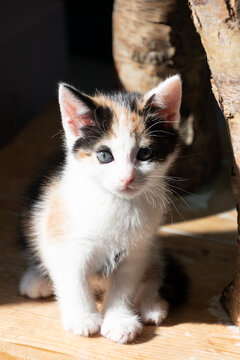 Portrait of calico kitten looking at you 2