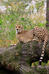 Gepard (Acinonyx jubatus) liegt auf Baumstamm