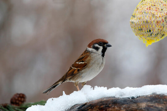  Feldsperling oder Feldspatz (Passer montanus) im Winter