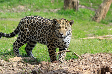 Jaguar (Panthera onca) Raubtier, Südamerika und Mittelamerika