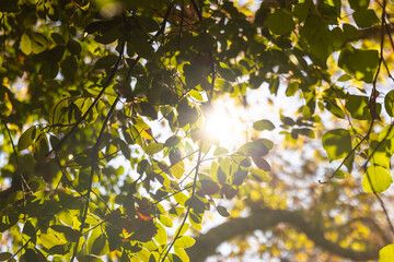 tree branches and leaves in the forest