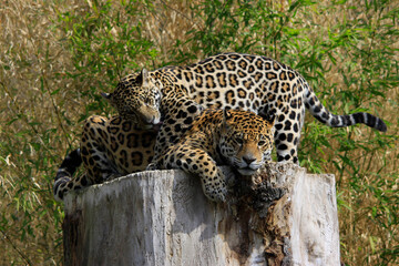 Jaguar (Panthera onca) Paar, Raubtiere, Südamerika und Mittelamerika
