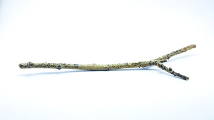 dry tree branches on a white background