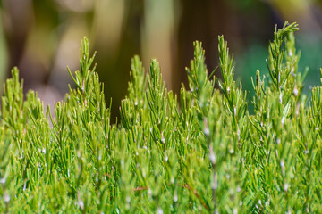Tips of rosemary bush.