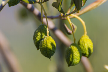 Green olives on olive tree wrinkled from lack of water.