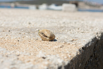 A sea clam on sandy beach front view.