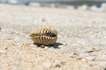 A sea clam on sandy beach front view.