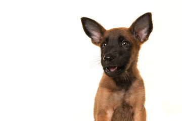 Portrait of a belgian shepherd or Malinois dog puppy looking at the camera with its mouth open as if its speaking on a white background