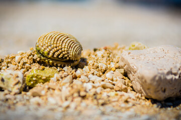 A sea clam on sandy beach front view.