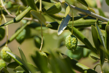 Green olives on olive tree wrinkled from lack of water.
