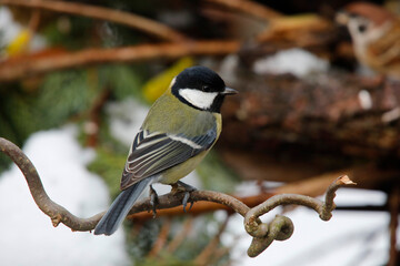 Kohlmeise (Parus major) sitzt auf Ast im Winter