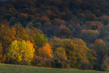 different colors in autumn forest while mountain biking